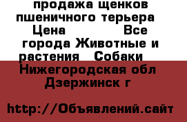 продажа щенков пшеничного терьера › Цена ­ 35 000 - Все города Животные и растения » Собаки   . Нижегородская обл.,Дзержинск г.